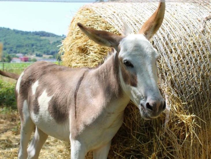 Alloggio per agriturismo Borgo Delle Mole